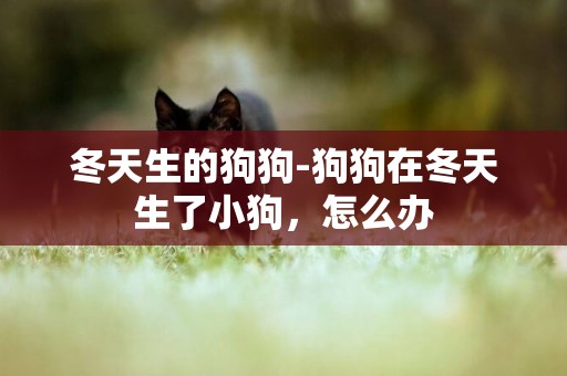 冬天生的狗狗-狗狗在冬天生了小狗，怎么辦