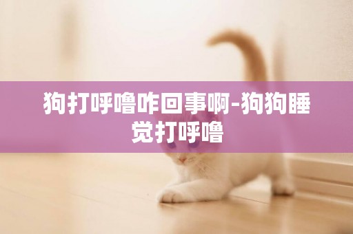 狗打呼嚕咋回事啊-狗狗睡覺打呼嚕