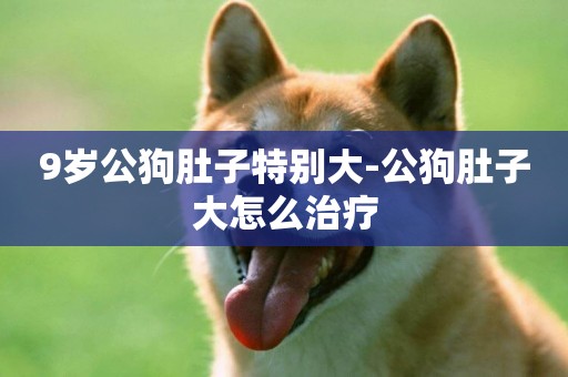 9歲公狗肚子特別大-公狗肚子大怎么治療