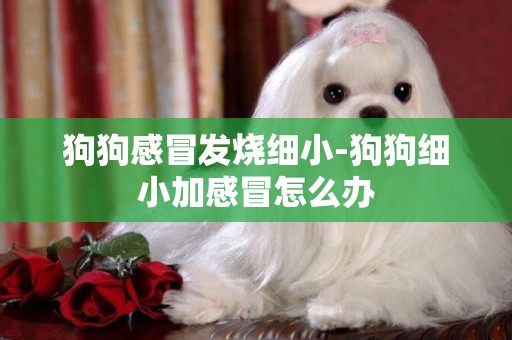狗狗感冒發燒細小-狗狗細小加感冒怎么辦