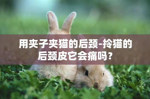 用夾子夾貓的后頸-拎貓的后頸皮它會痛嗎？