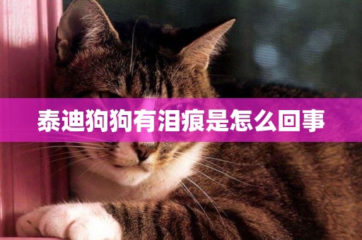 泰迪狗狗有淚痕是怎么回事
