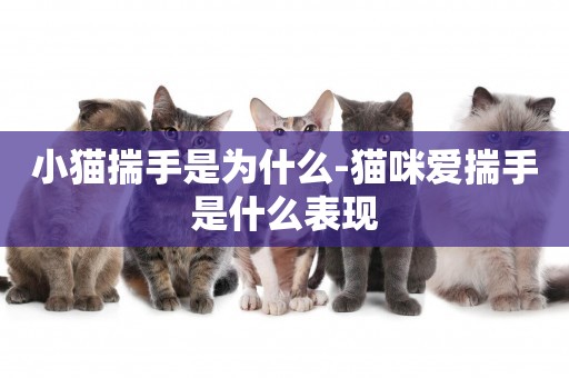小貓揣手是為什么-貓咪愛揣手是什么表現