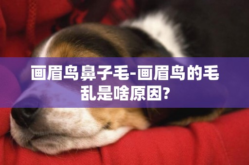 畫眉鳥鼻子毛-畫眉鳥的毛亂是啥原因?