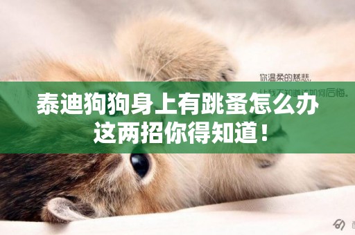 泰迪狗狗身上有跳蚤怎么辦 這兩招你得知道！