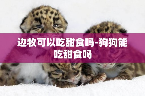 邊牧可以吃甜食嗎-狗狗能吃甜食嗎