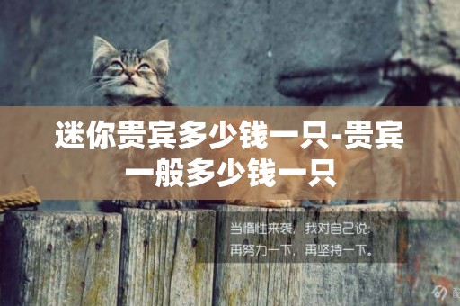 迷你貴賓多少錢一只-貴賓一般多少錢一只