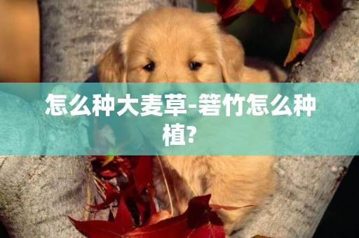怎么種大麥草-箬竹怎么種植?