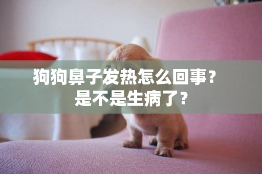 狗狗鼻子發熱怎么回事？ 是不是生病了？