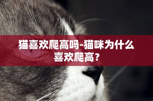 貓喜歡爬高嗎-貓咪為什么喜歡爬高？