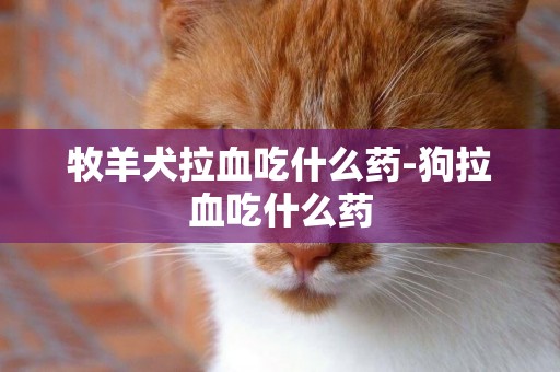 牧羊犬拉血吃什么藥-狗拉血吃什么藥