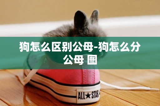 狗怎么區別公母-狗怎么分公母 圖