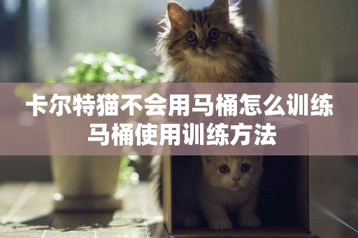 卡爾特貓不會用馬桶怎么訓練 馬桶使用訓練方法