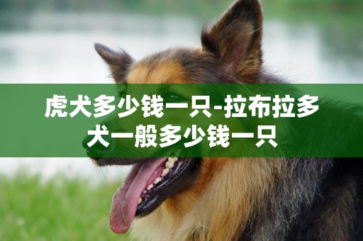 虎犬多少錢一只-拉布拉多犬一般多少錢一只
