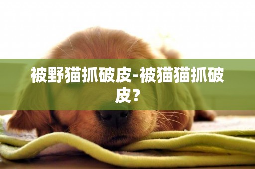 被野貓抓破皮-被貓貓抓破皮？