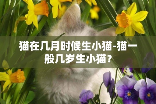 貓在幾月時候生小貓-貓一般幾歲生小貓？