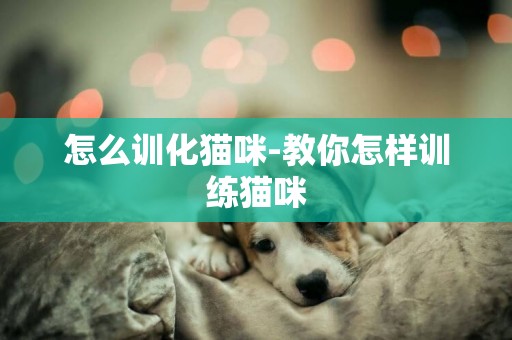 怎么訓化貓咪-教你怎樣訓練貓咪