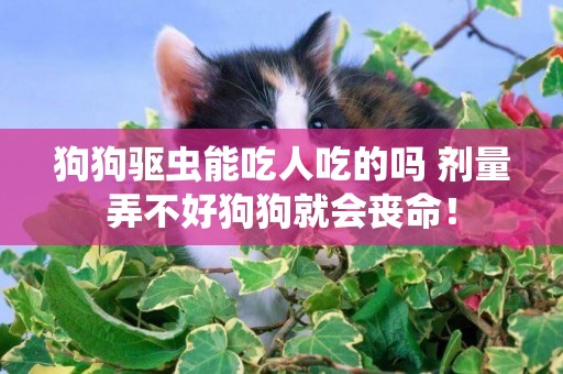 狗狗驅蟲能吃人吃的嗎 劑量弄不好狗狗就會喪命！
