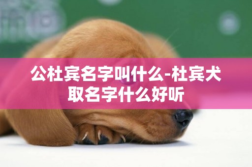 公杜賓名字叫什么-杜賓犬取名字什么好聽