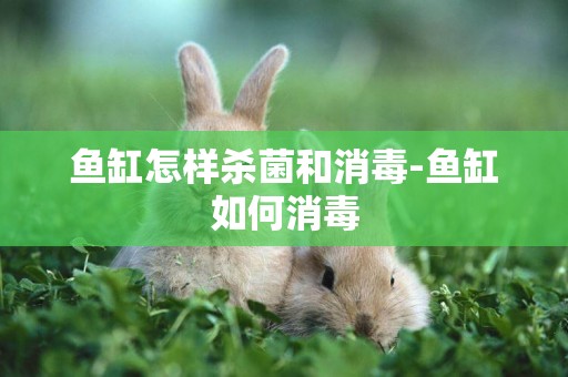 魚缸怎樣殺菌和消毒-魚缸如何消毒