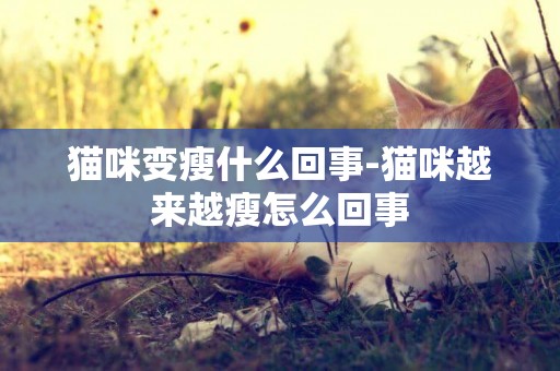 貓咪變瘦什么回事-貓咪越來越瘦怎么回事