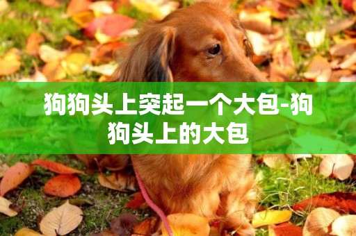 狗狗頭上突起一個大包-狗狗頭上的大包