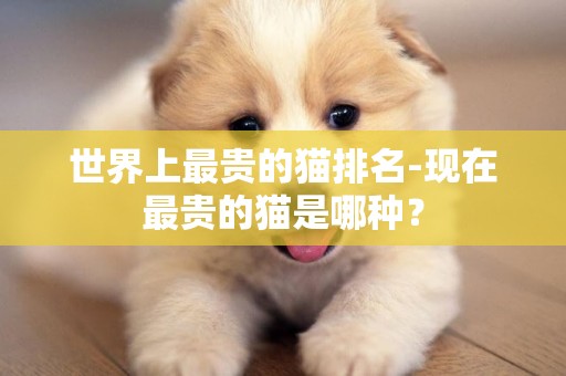世界上最貴的貓排名-現在最貴的貓是哪種？