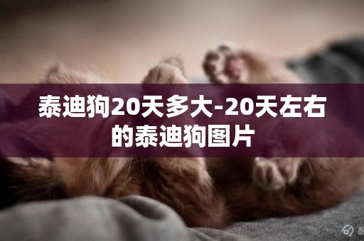 泰迪狗20天多大-20天左右的泰迪狗圖片