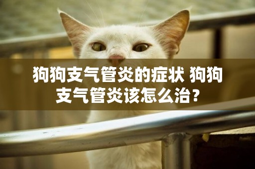 狗狗支氣管炎的癥狀 狗狗支氣管炎該怎么治？
