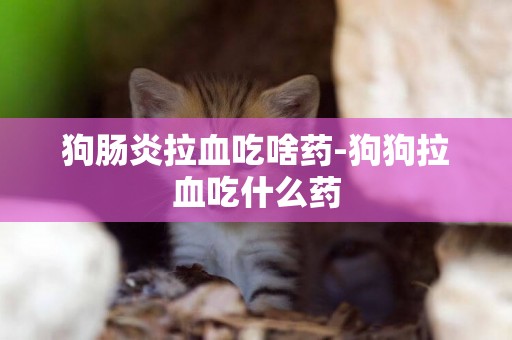 狗腸炎拉血吃啥藥-狗狗拉血吃什么藥