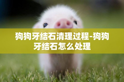 狗狗牙結石清理過程-狗狗牙結石怎么處理