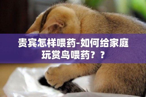 貴賓怎樣喂藥-如何給家庭玩賞鳥喂藥？？