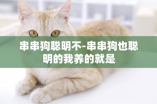 串串狗聰明不-串串狗也聰明的我養的就是