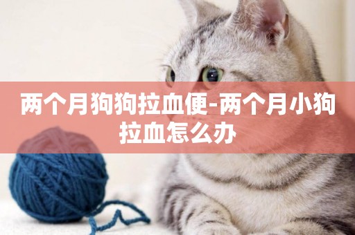 兩個月狗狗拉血便-兩個月小狗拉血怎么辦