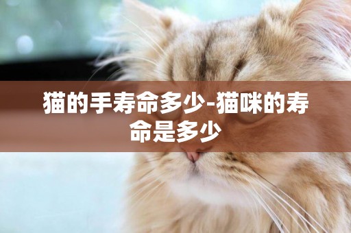 貓的手壽命多少-貓咪的壽命是多少