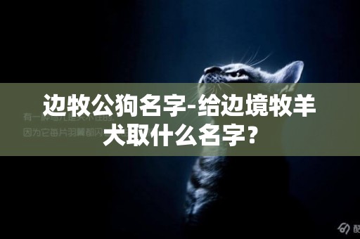 邊牧公狗名字-給邊境牧羊犬取什么名字？