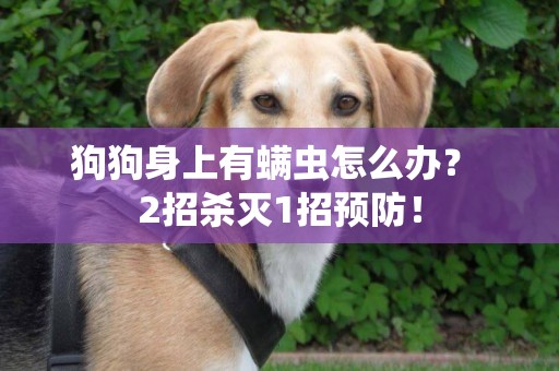 狗狗身上有螨蟲怎么辦？ 2招殺滅1招預防！