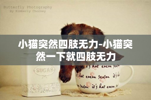 小貓突然四肢無力-小貓突然一下就四肢無力