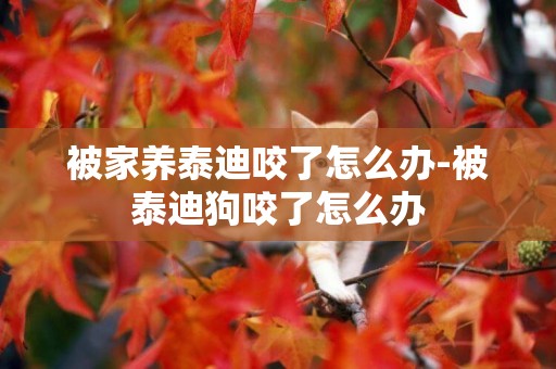 被家養泰迪咬了怎么辦-被泰迪狗咬了怎么辦