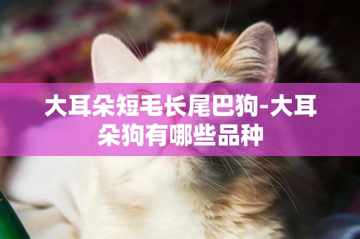 大耳朵短毛長尾巴狗-大耳朵狗有哪些品種