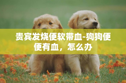 貴賓發燒便軟帶血-狗狗便便有血，怎么辦