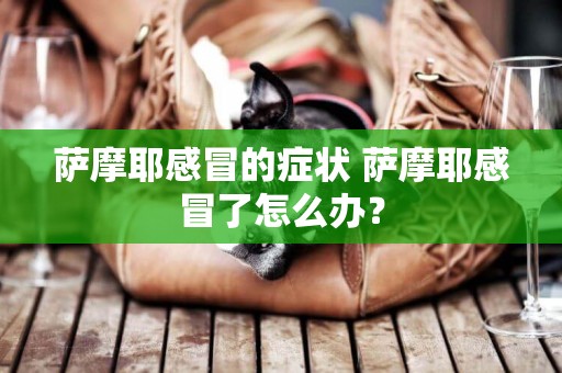 薩摩耶感冒的癥狀 薩摩耶感冒了怎么辦？