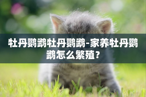 牡丹鸚鵡牡丹鸚鵡-家養牡丹鸚鵡怎么繁殖？