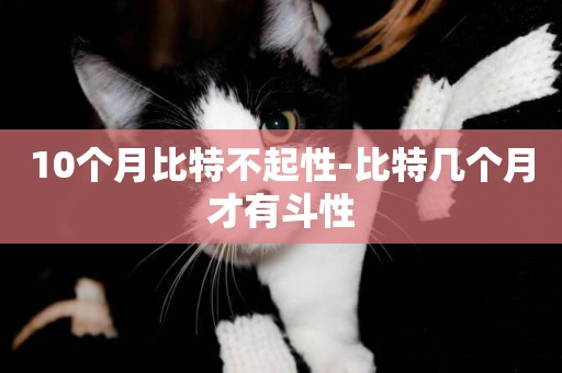 10個月比特不起性-比特幾個月才有斗性