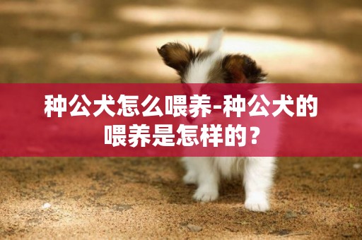 種公犬怎么喂養-種公犬的喂養是怎樣的？