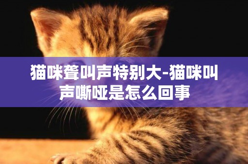 貓咪聾叫聲特別大-貓咪叫聲嘶啞是怎么回事