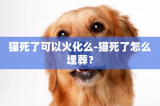 貓死了可以火化么-貓死了怎么埋葬？