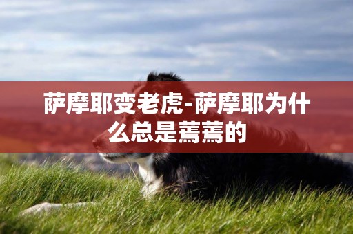 薩摩耶變老虎-薩摩耶為什么總是蔫蔫的