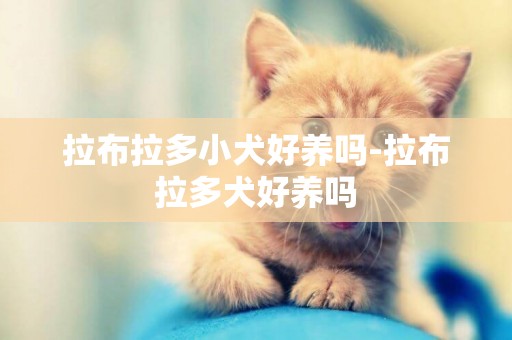 拉布拉多小犬好養嗎-拉布拉多犬好養嗎