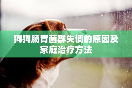 狗狗腸胃菌群失調的原因及家庭治療方法